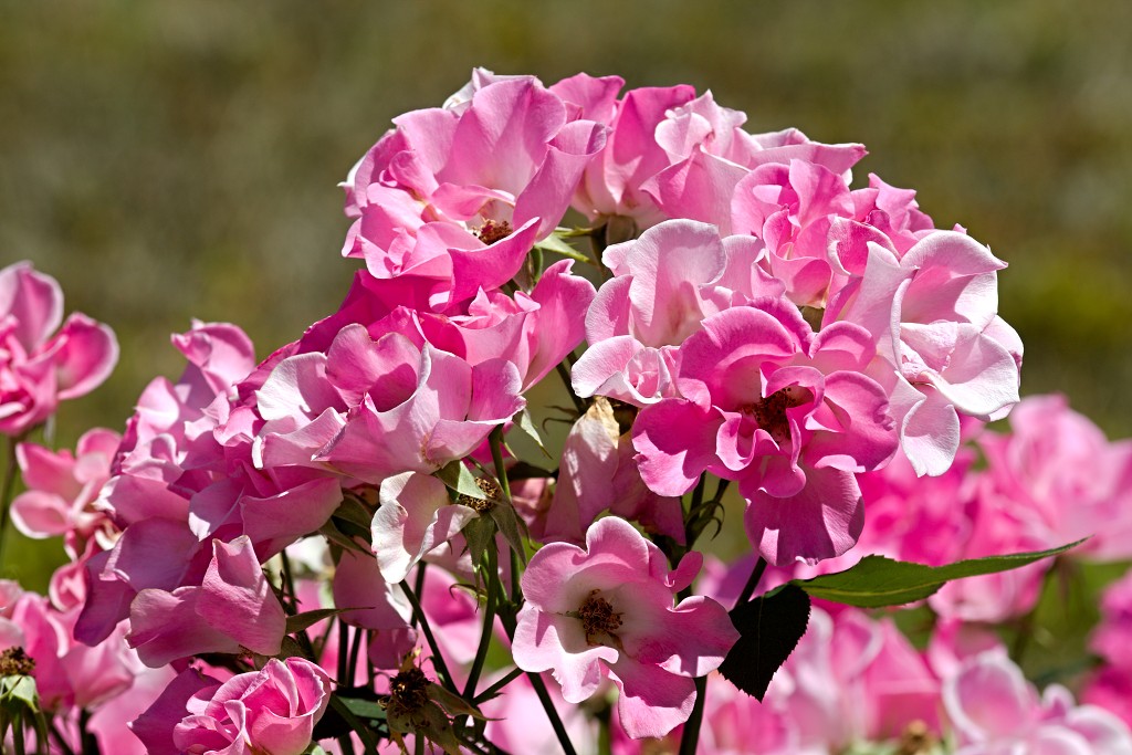 Rozentuin van Coloma